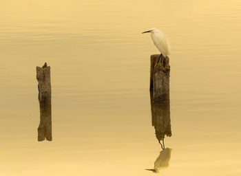 Egret on wooden post in lake