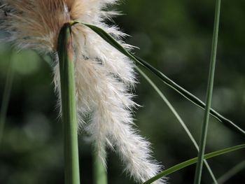 grass