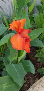 Close-up of orange hibiscus on plant