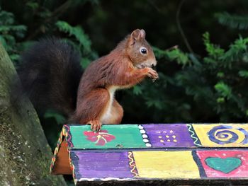 Close-up of squirrel on tree