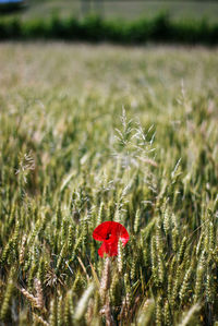 Close-up of plants growing on field