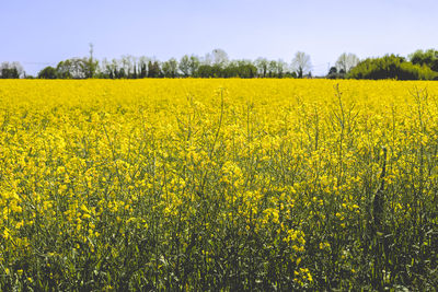 Scenic view of oilseed rape field against sky