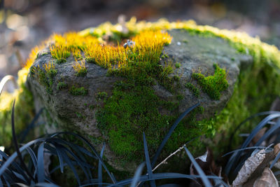 Close-up of insect on leaf