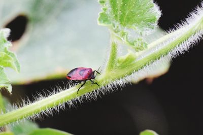 Close-up of insect on plant