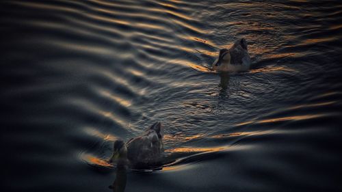 High angle view of duck swimming in lake