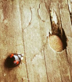 Close-up of insect on wooden surface