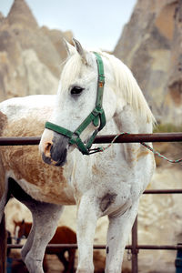 Stable with horses in cappadocia