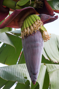 Close-up of a plant