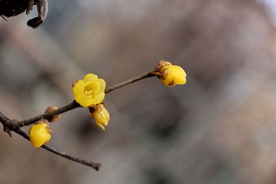 Close-up of yellow flowers