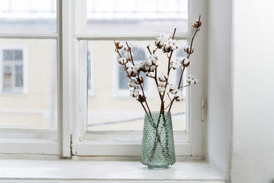 Potted plant on window