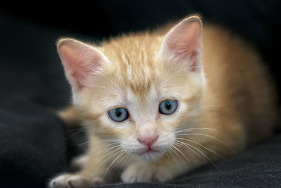 Close-up portrait of cat