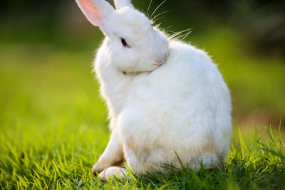 Close-up of white cat lying on grass