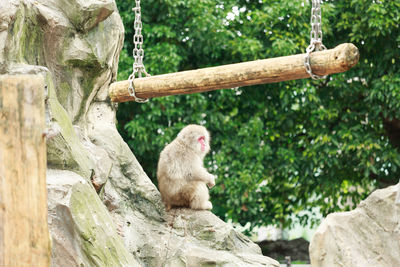 Monkey sitting on rock