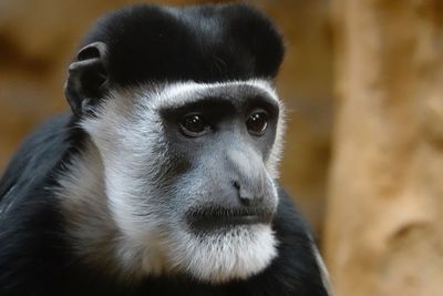 Close-up of an ape looking away at zoo