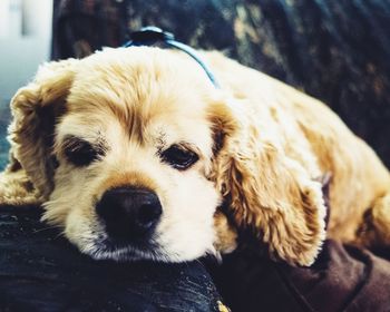 Close-up portrait of puppy relaxing