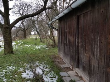 Trees growing in field