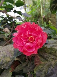 Close-up of red rose blooming outdoors