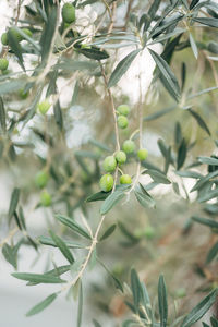 Close-up of insect on plant