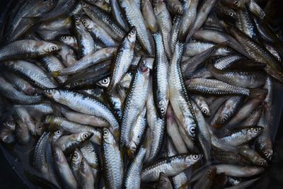 Full frame shot of fish for sale in market