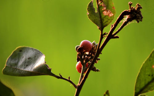 Close-up of berries growing on tree