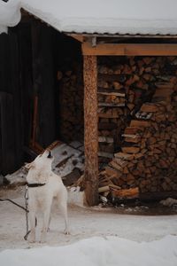 View of a dog on wooden logs