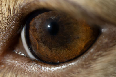 Close-up of a dog