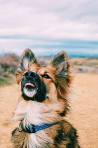 Close-up of dog on beach