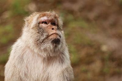 Close-up of monkey