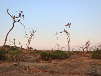 Bare tree on landscape against clear sky