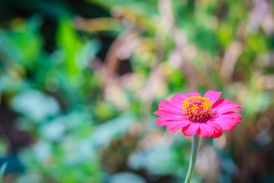 Close-up of pink flower