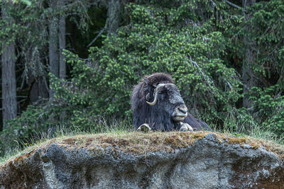 Monkey sitting on rock