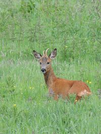 Portrait of deer on land