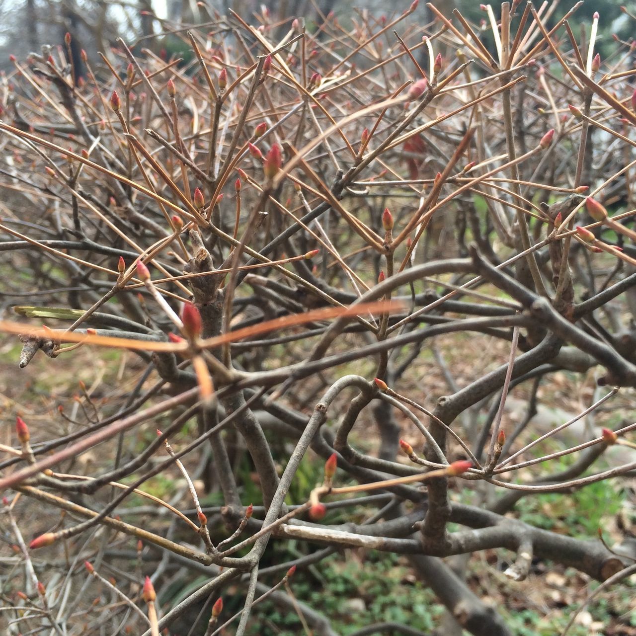 growth, branch, plant, close-up, nature, leaf, focus on foreground, twig, beauty in nature, day, outdoors, no people, tranquility, tree, high angle view, fragility, selective focus, dry, season, sunlight