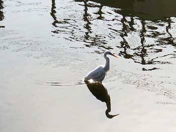 Bird in lake