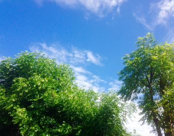 Low angle view of trees against sky