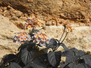 Close-up of flowering plant on rock in sunlight