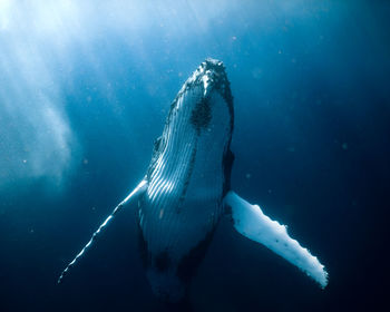 Low angle view of whale in sea