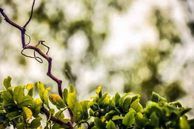 Close-up of plant