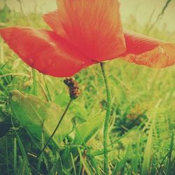 Close up of red flowers