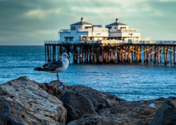 Seagull perching on rock by sea against sky