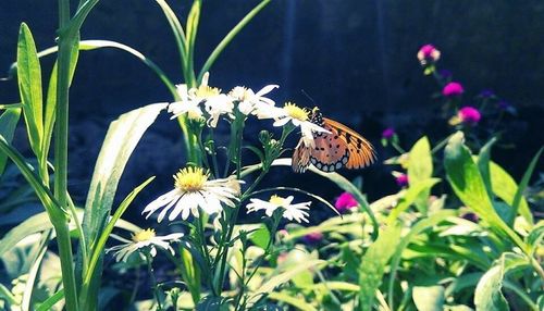 Close-up of butterfly on white flower