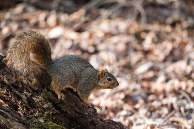 Close-up of squirrel