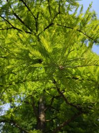 Close-up of tree with green leaves