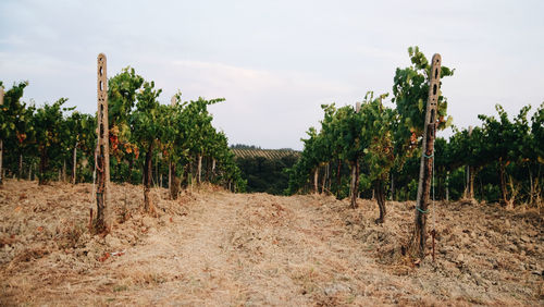 View of vineyard against sky
