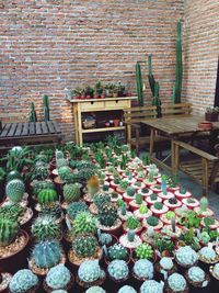 Potted plants on table