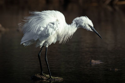 Close-up of bird against lake