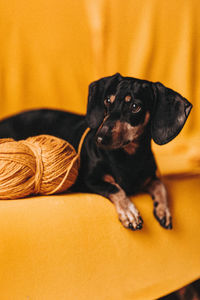 Close-up of dog relaxing on sofa at home