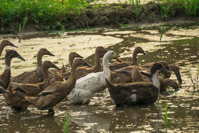 Swan in a paddle field