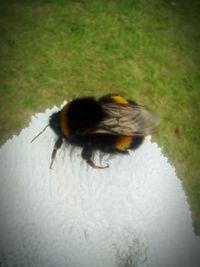 Close-up of bee on grass