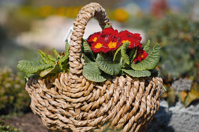 Close-up of flowering plant in basket